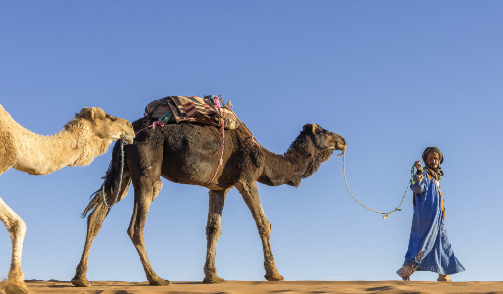 Dromadaire harnaché en pause sur les sables dorés, prêt pour la caravane. Fidèle compagnon de nos voyages organisés en Afrique.