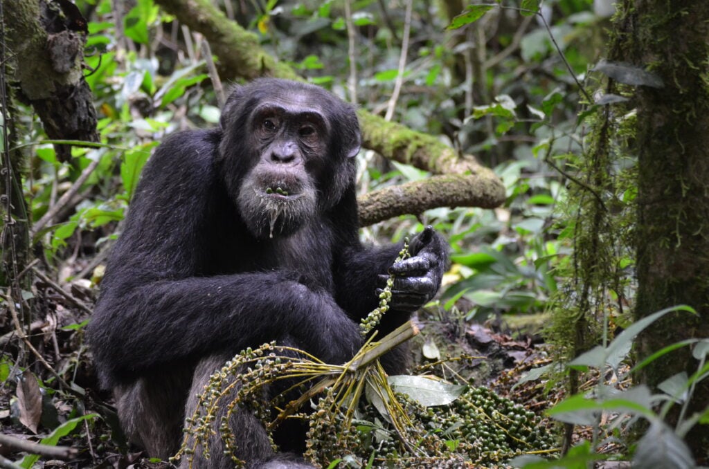 Chimpanzé dans la forêt, tenant une liane entre ses mains, regard curieux.