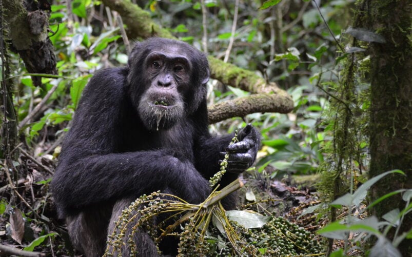 Chimpanzé dans la forêt, tenant une liane entre ses mains, regard curieux.