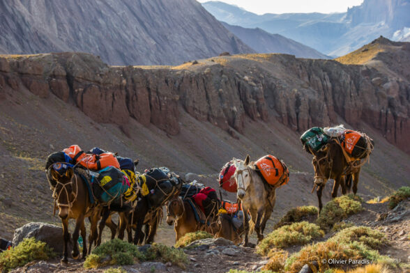 Ânes chargés de matériel dans un paysage de montagne.