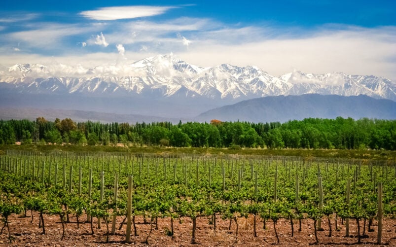 Vignoble verdoyant au pied de la cordillère des Andes, avec en toile de fond l’Aconcagua, sommet enneigé dominant l’horizon sous un ciel lumineux.