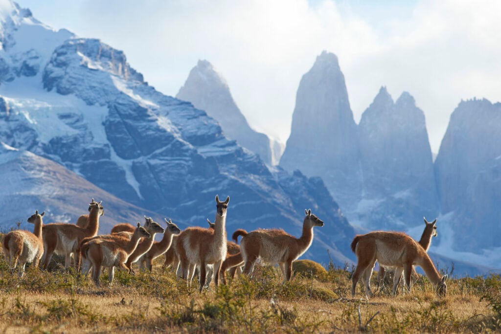 Groupe de guanacos dans le parc national Torres del Paine, en Patagonie chilienne, avec les sommets emblématiques des Torres en arrière-plan enneigé – randonnée et observation de la faune avec Karavaniers.