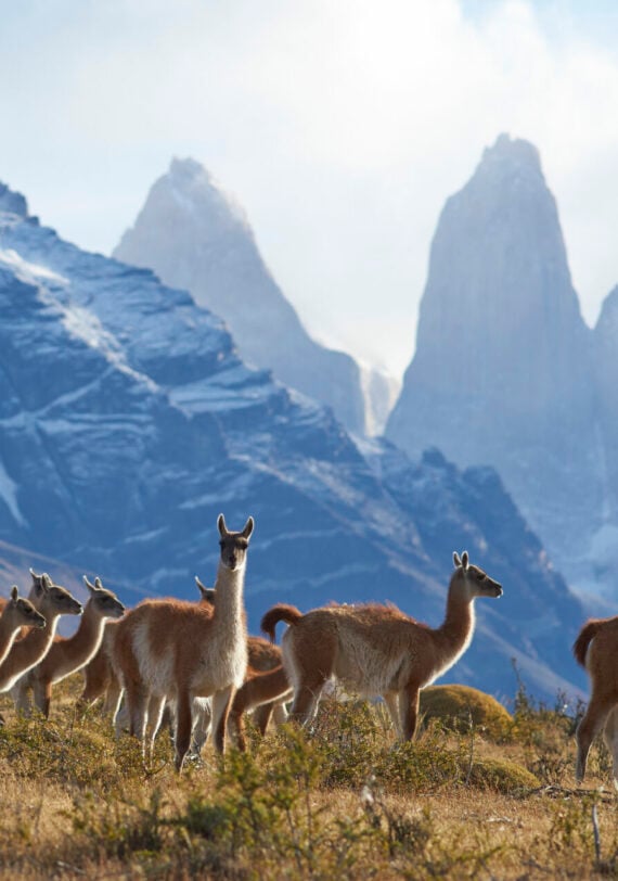 Groupe de guanacos dans le parc national Torres del Paine, en Patagonie chilienne, avec les sommets emblématiques des Torres en arrière-plan enneigé – randonnée et observation de la faune avec Karavaniers.