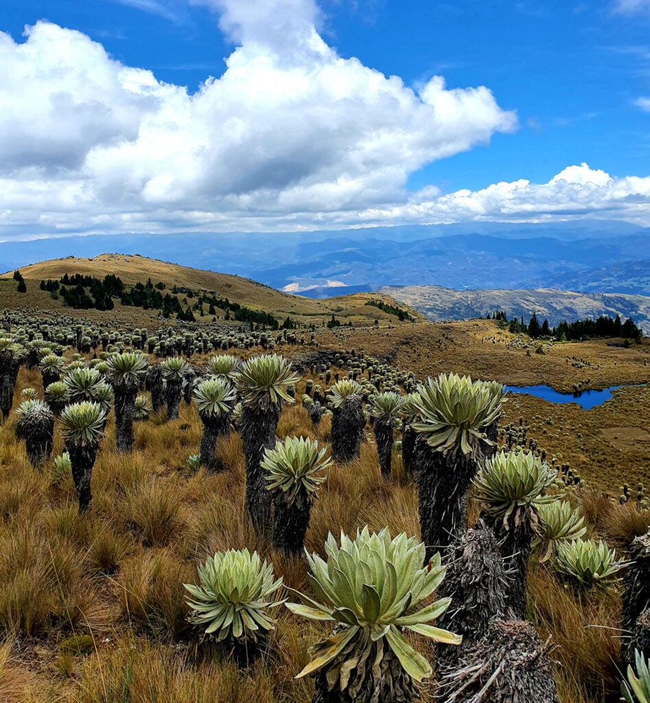 Paysage de montagne dans les Andes colombiennes avec des groupes de plantes hautes et épaisses et un terrain herbeux sous un ciel bleu avec des nuages. Des collines lointaines et un petit étang ajoutent du charme à cette pittoresque région du café. - Karavaniers