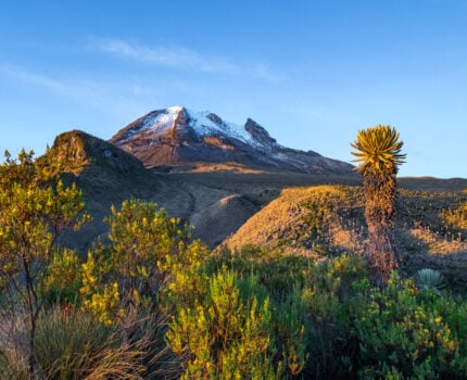 Une montagne enneigée s'élève à l'arrière-plan sous un ciel bleu clair, avec des collines herbeuses, des arbustes et un grand frailejón au premier plan, illuminés par la lumière du soleil dans les majestueuses Andes colombiennes. - Karavaniers