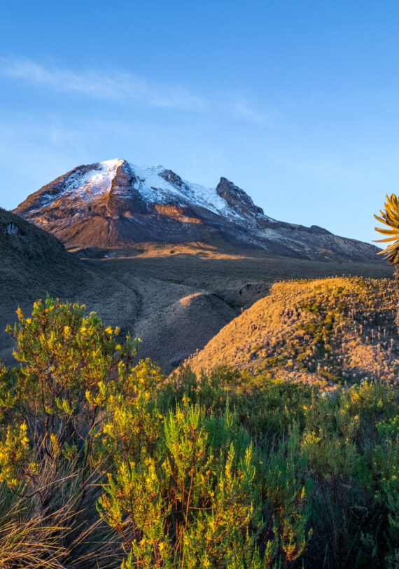 Une montagne enneigée s'élève à l'arrière-plan sous un ciel bleu clair, avec des collines herbeuses, des arbustes et un grand frailejón au premier plan, illuminés par la lumière du soleil dans les majestueuses Andes colombiennes. - Karavaniers
