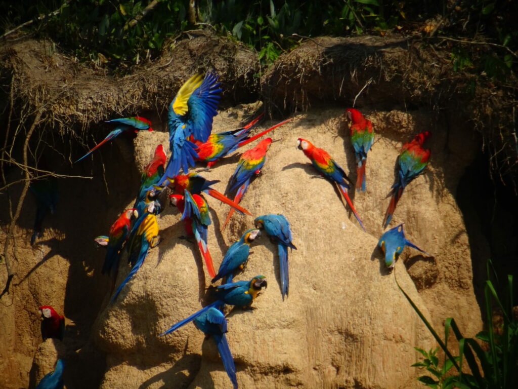 Un groupe d'aras aux couleurs vives, principalement rouges, bleus et jaunes, se rassemble et se perche sur une falaise sablonneuse dans la région de l'Amazonie au Machu Picchu, avec une végétation verte au-dessus et au-dessous d'eux. - Karavaniers
