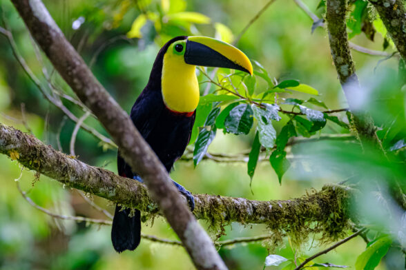 Un toucan à bec de quille, à la gorge jaune vif et au grand bec noir et jaune, est perché sur une branche d'arbre moussue, entourée de feuilles vertes, dans une forêt tropicale le long de l'avenue des Volcans. - Karavaniers