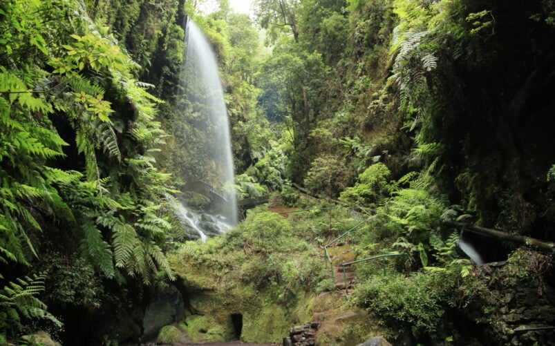 Une étroite cascade descend d'une paroi rocheuse couverte de mousse dans un ravin luxuriant des îles Canaries, rempli d'une végétation dense et de fougères. Un petit sentier partiellement visible avec des rambardes en métal mène à travers ce paysage d'île volcanique. - Karavaniers