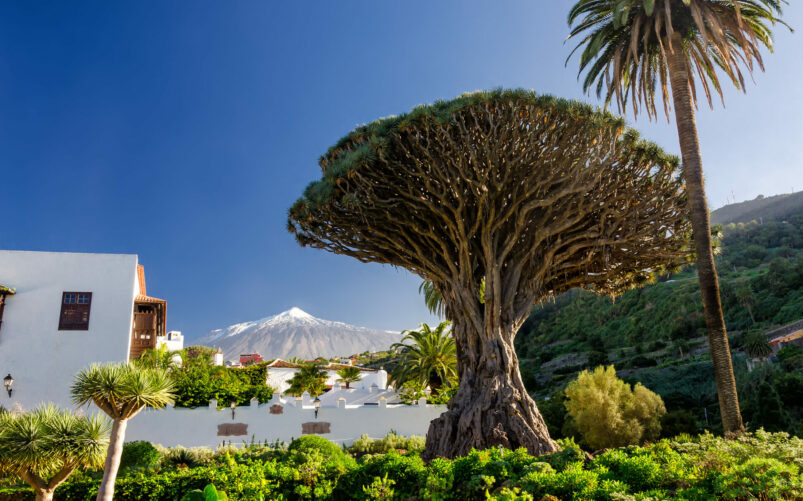 Un grand dragonnier se dresse dans un jardin luxuriant avec des bâtiments blancs à proximité aux Canaries ; une montagne enneigée s'élève sous le ciel bleu, évoquant la beauté volcanique de ces îles volcaniques. - Karavaniers
