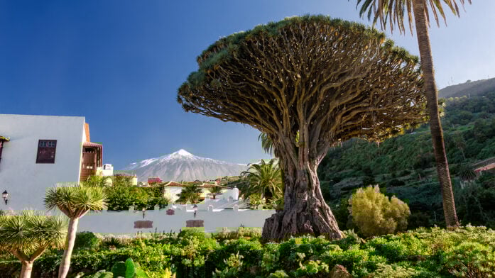 Dragonnier millénaire de Tenerife, Teide en arrière-plan sous le ciel bleu
