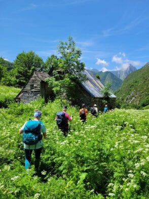 Groupe de randonneurs traversant une forêt luxuriante