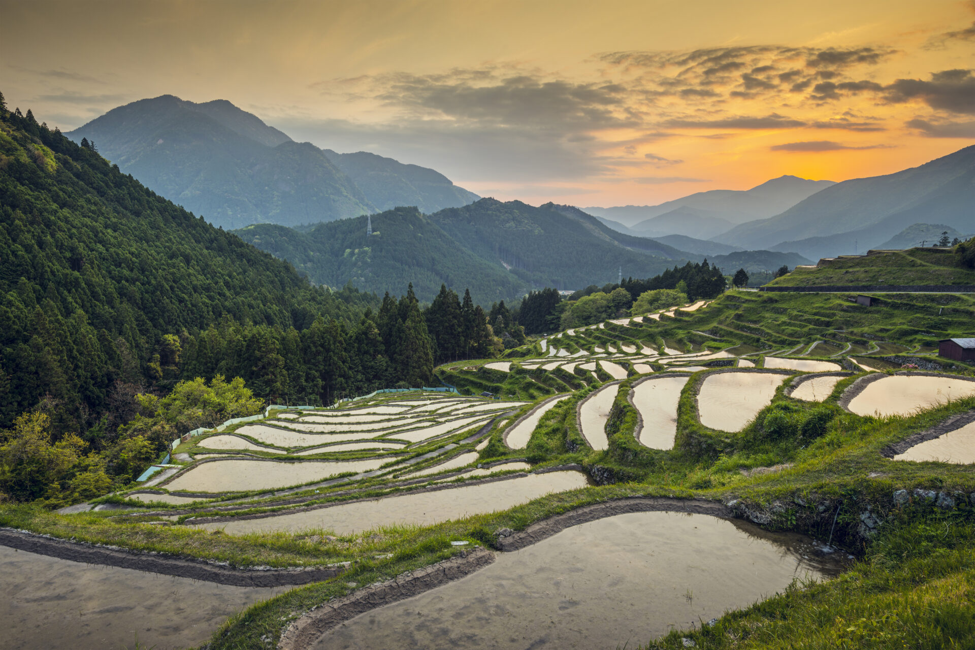 Couchers de soleil sur les rizières en terrasses au Japon, paysages de montagnes verdoyantes et traditions agricoles séculaires.