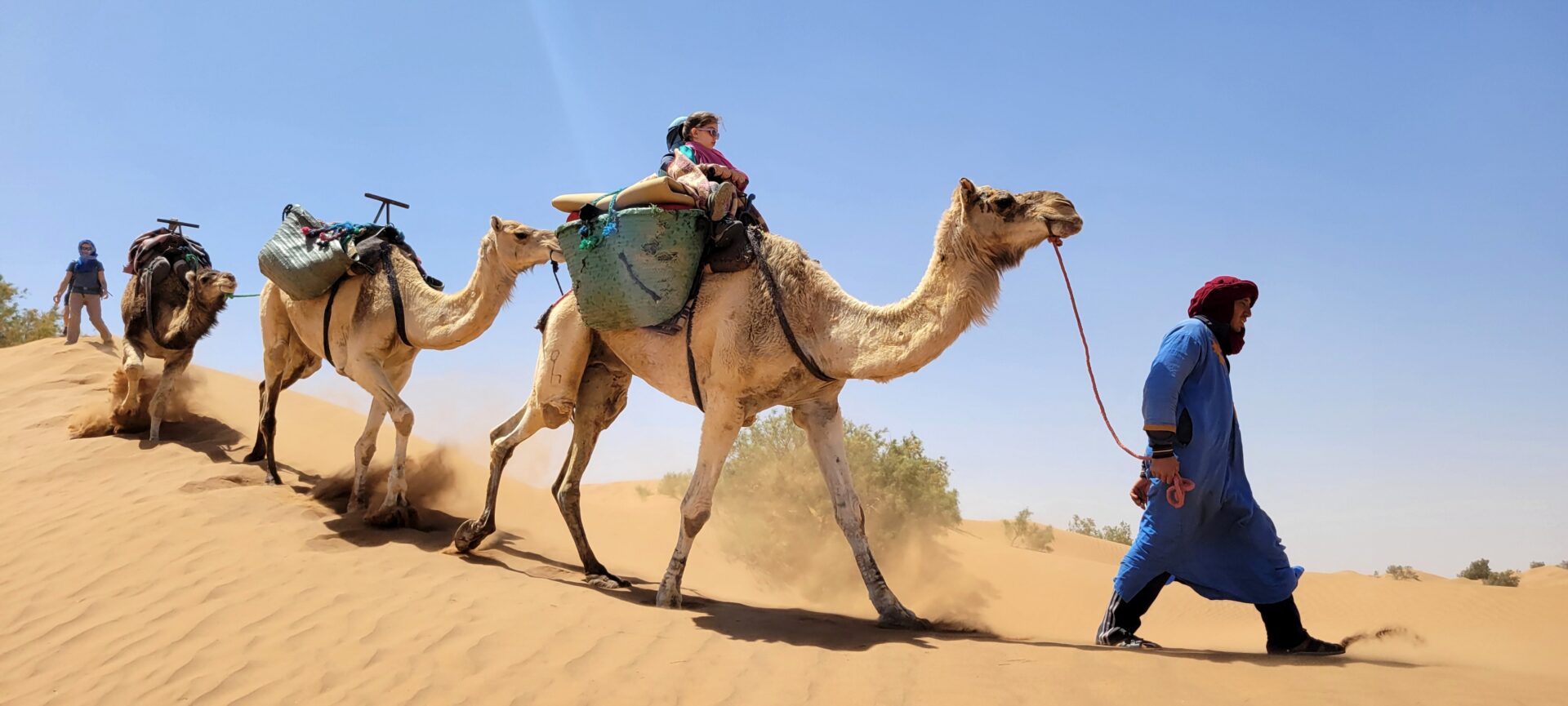 Chamelier traversant les dunes du désert marocain, trek saharien avec Karavaniers