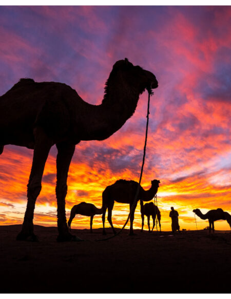 Caravane de chameaux au coucher du soleil dans le désert marocain avec Karavaniers
