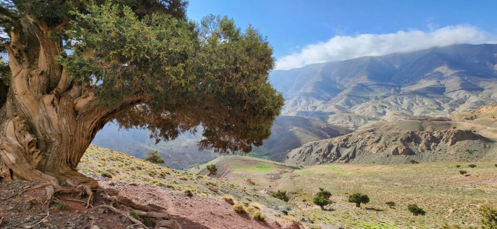 Vallée aride entourée de montagnes escarpées, vue depuis un sentier ombragé par un arbre