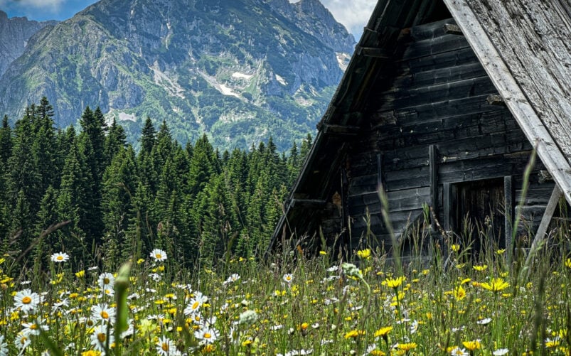 Prairie fleurie au pied des Alpes dinariques avec une cabane en bois