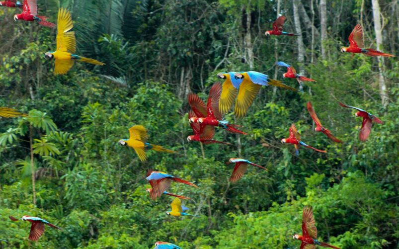 Volée d’aras colorés dans la canopée amazonienne, au Pérou, au coeur d'une jungle luxuriante et ciel bleu.
