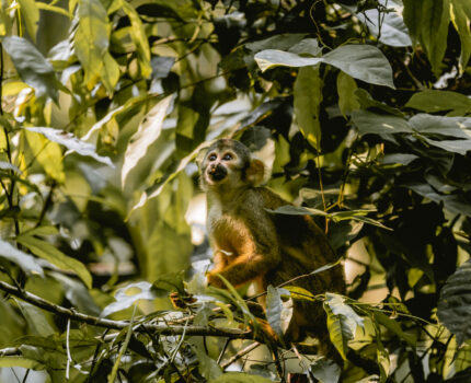 Singe écureuil perché dans les branches, observation de la faune amazonienne