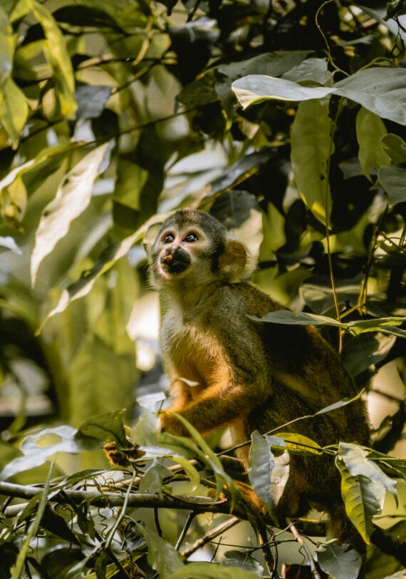 Singe écureuil perché dans les branches, observation de la faune amazonienne