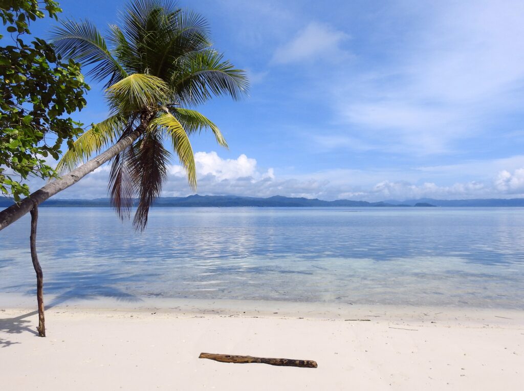 Plage déserte bordée d’un cocotier, avec vue sur une mer calme.