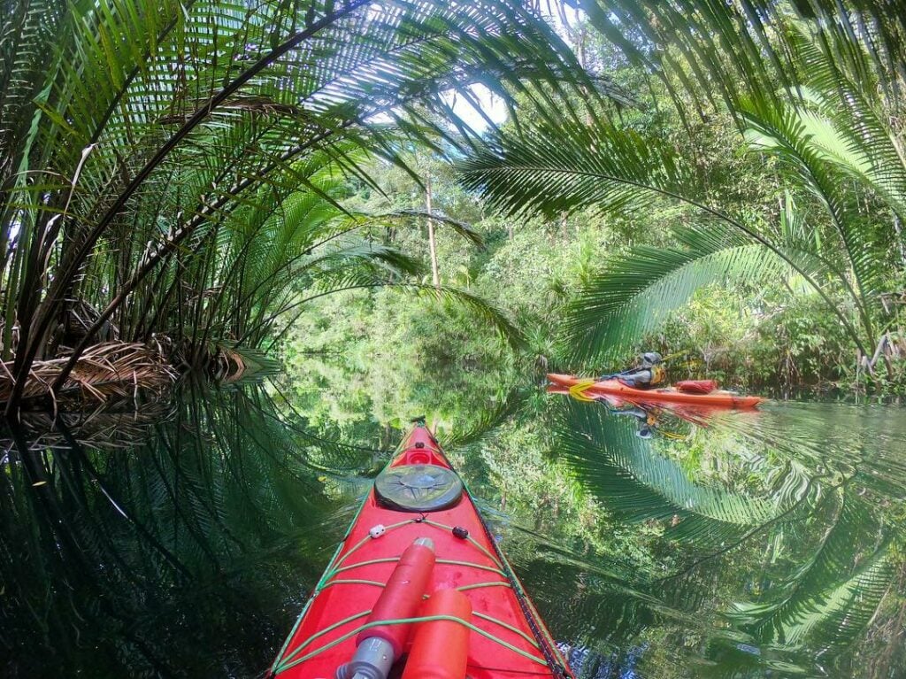 Navigation en kayak au cœur d’un tunnel de mangrove dense et verdoyante.