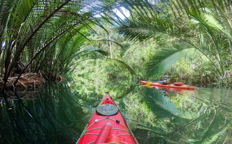 Navigation en kayak au cœur d’un tunnel de mangrove dense et verdoyante.