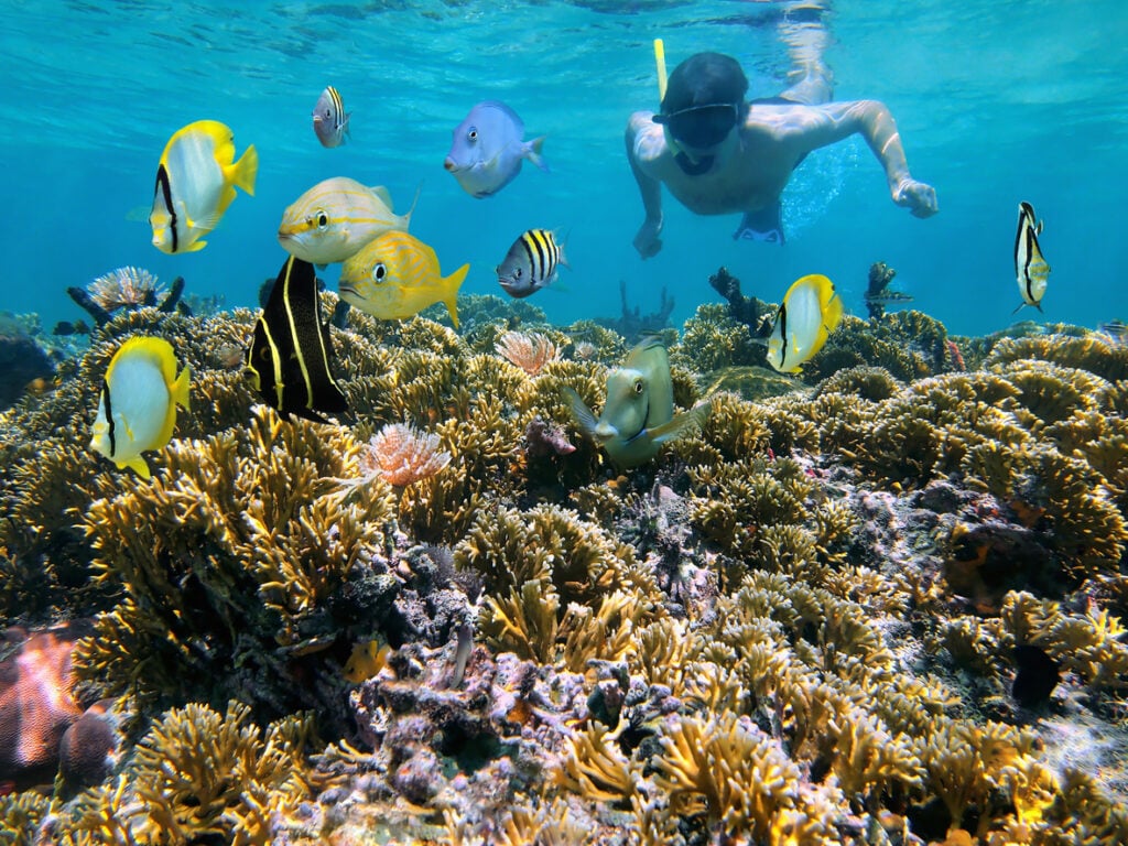 Plongée en apnée au-dessus d’un récif corallien coloré, entouré de poissons tropicaux.
