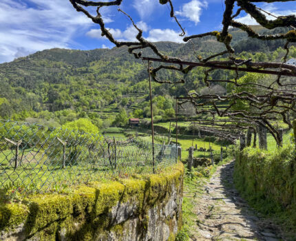 Chemin pavé bordé de mousse traversant un paysage vallonné et verdoyant au Portugal.