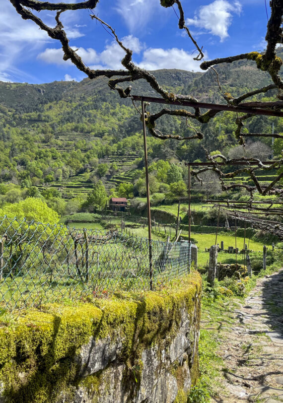 Chemin pavé bordé de mousse traversant un paysage vallonné et verdoyant au Portugal.