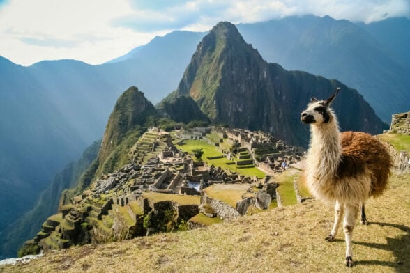 Lama devant le paysage grandiose du Machu Picchu