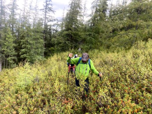 Randonnée à travers une végétation basse et colorée, typique du territoire innu