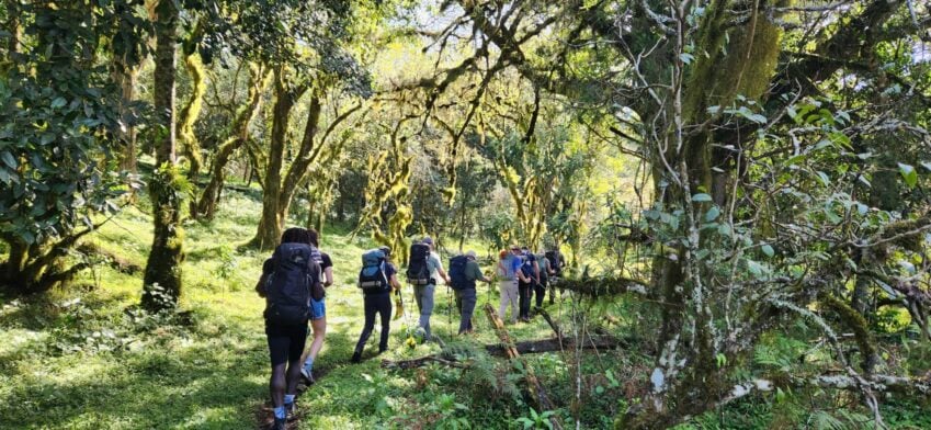 Groupe de randonneurs marchant dans une forêt dense.