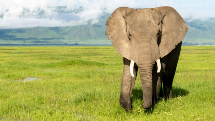 Élément emblématique de la savane : un éléphant seul sur fond de plaine verte.