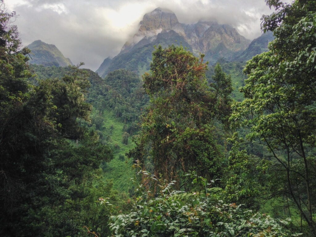 Forêt verte dense avec de grands arbres au premier plan, de la brume couvrant les sommets des montagnes lointaines et de lourds nuages au-dessus de la tête. Le paysage montagneux et luxuriant semble intact et abrite peut-être même des primates insaisissables cachés dans la verdure. - Karavaniers