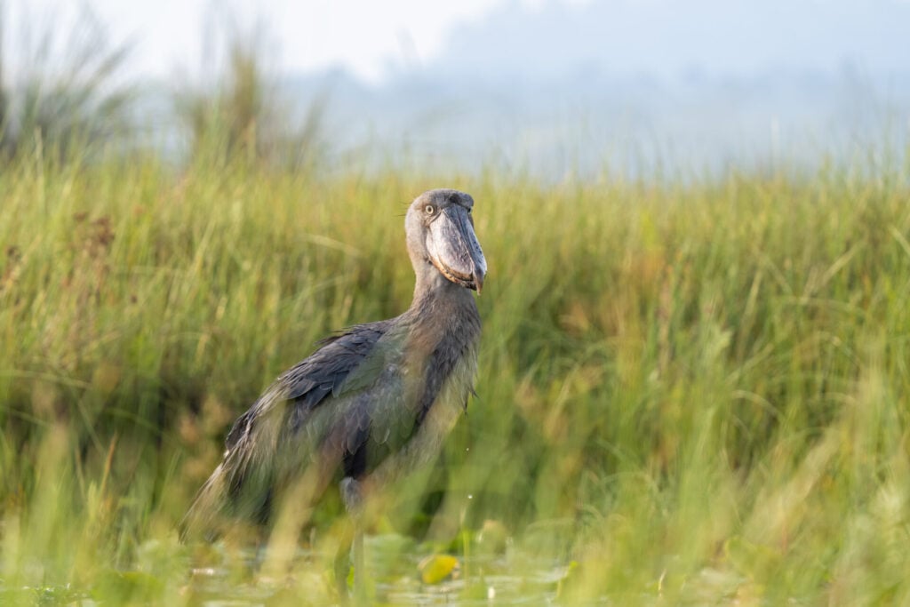 Une grande cigogne se tient dans une zone marécageuse entourée de hautes herbes vertes, de montagnes brumeuses et d'une végétation floue en arrière-plan, où vivent des primates cachés dans la brume. - Karavaniers