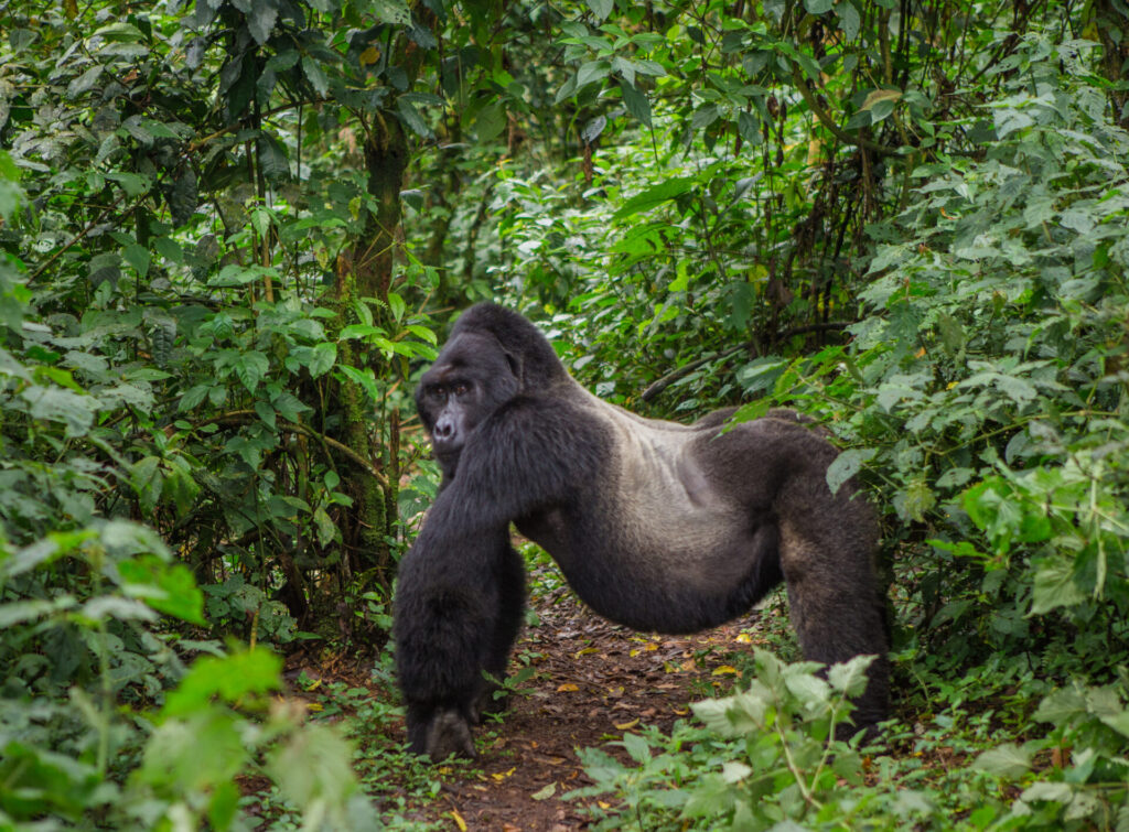 Un gorille à dos argenté, l'un des majestueux primates des Montagnes, se tient à quatre pattes sur un chemin de terre dans une forêt dense et verdoyante, jetant un coup d'œil par-dessus son épaule en direction de l'appareil photo. - Karavaniers