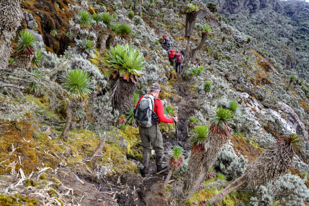 Des randonneurs portant des sacs à dos marchent sur un sentier étroit entouré d'une végétation luxuriante et de plantes hautes et épineuses sur un flanc de montagne escarpé et accidenté. Le terrain boueux semble difficile et la région est connue pour ses observations de primates insaisissables. - Karavaniers