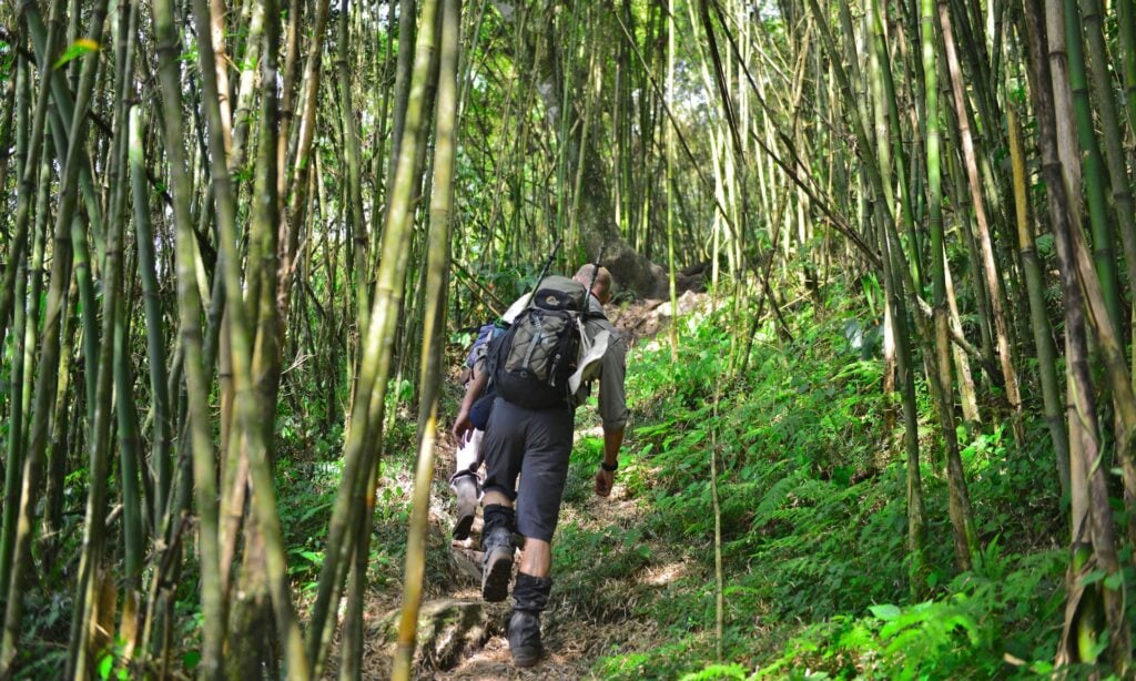Deux personnes portant des sacs à dos marchent sur un étroit sentier de terre à travers une dense forêt de bambous dans les Montagnes, la lumière du soleil filtrant à travers les arbres. - Karavaniers