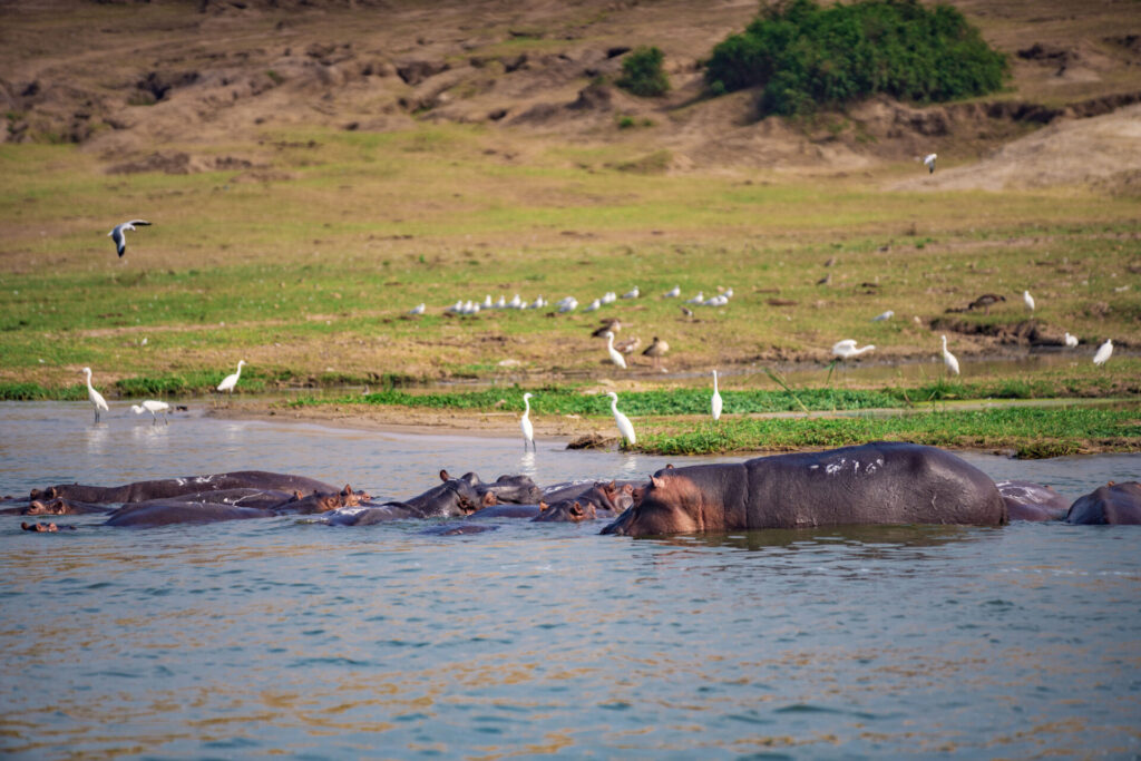 Un groupe d'hippopotames partiellement immergés dans une rivière près d'une rive herbeuse, avec plusieurs oiseaux blancs à proximité. À l'arrière-plan, un terrain sec et accidenté parsemé de verdure s'élève doucement vers des montagnes lointaines. - Karavaniers