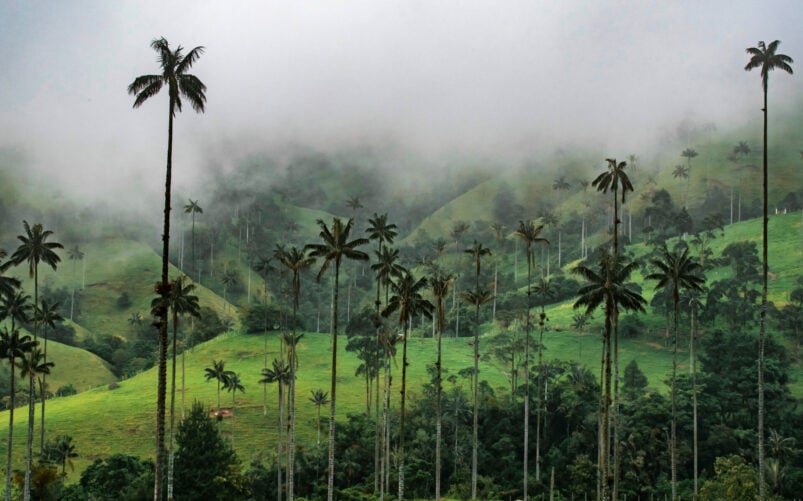 Palmiers de cire sur collines verdoyantes avec brouillard en Colombie.