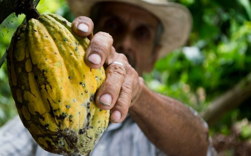 Agriculteur montrant une cabosse de cacao, production artisanale en Amazonie