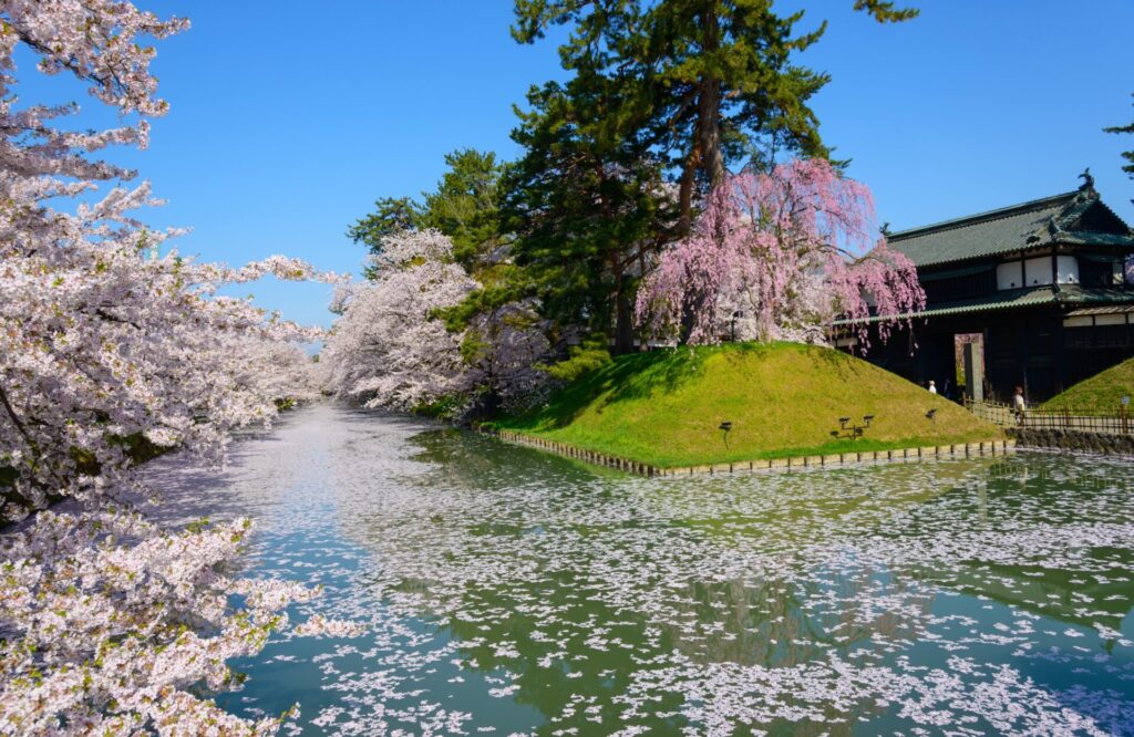 Des cerisiers en fleurs entourent une douve calme où des pétales roses flottent sur l'eau. Un bâtiment japonais traditionnel se dresse près de l'eau à Kyushu, au Japon, sous un ciel bleu clair, au bord de la sereine Mer Intérieure. - Karavaniers