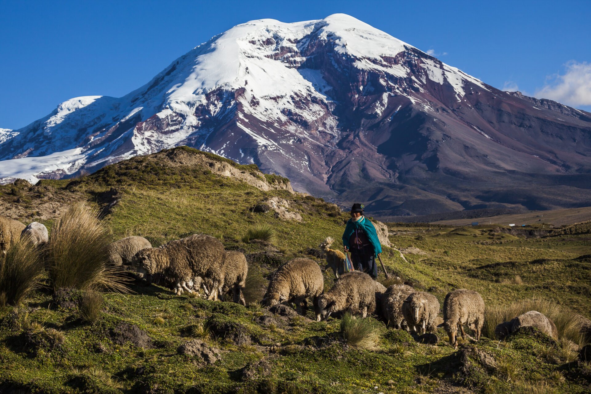 Berger guidant un troupeau de moutons au pied du volcan Chimborazo enneigé en Équateur.