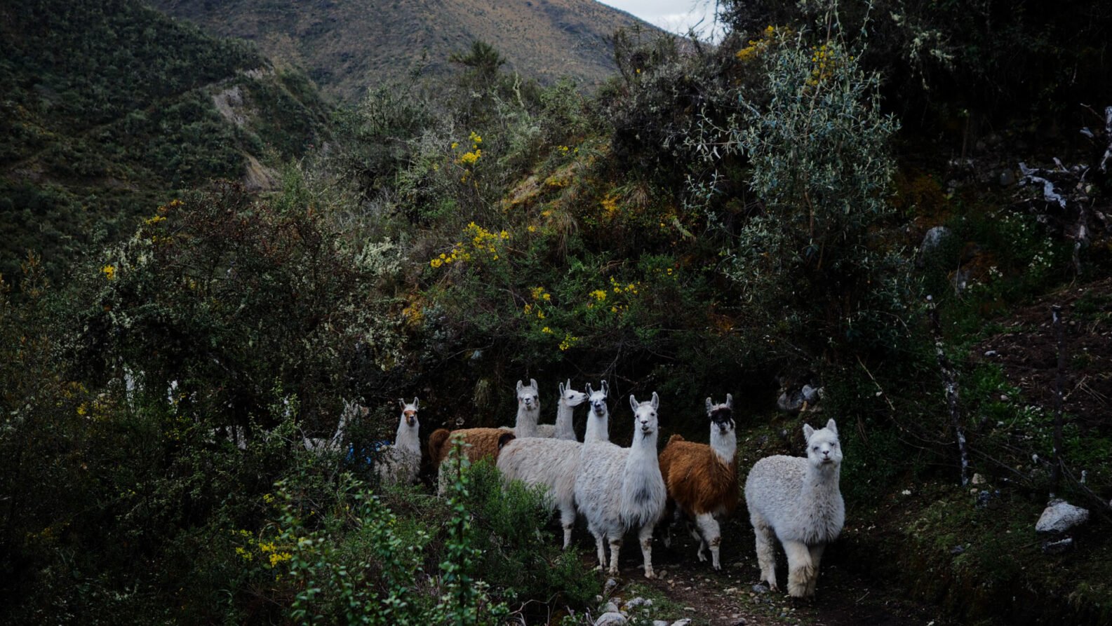 Lama et alpagas en liberté sur un sentier de montagne bordé de végétation.