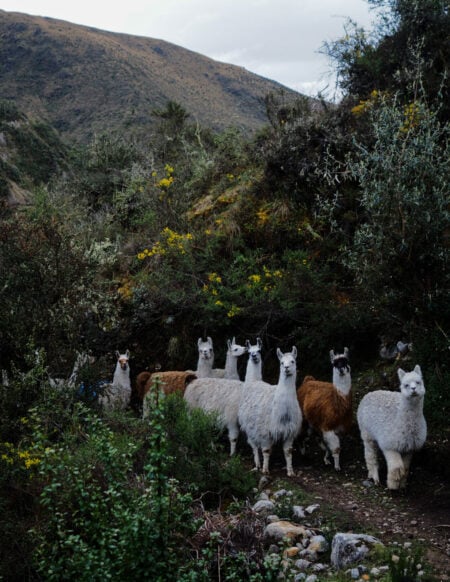 Lama et alpagas en liberté sur un sentier de montagne bordé de végétation.