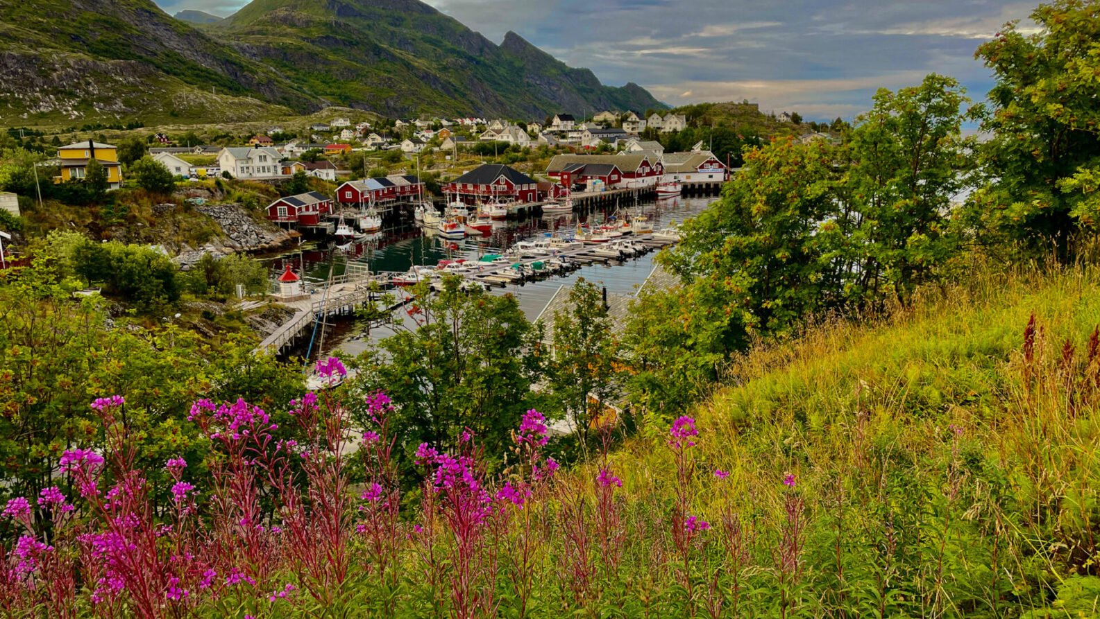Village norvégien bordé de fleurs sauvages, en contrebas des montagnes des Lofoten