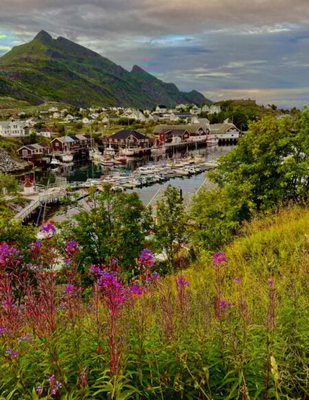 Village norvégien bordé de fleurs sauvages, en contrebas des montagnes des Lofoten
