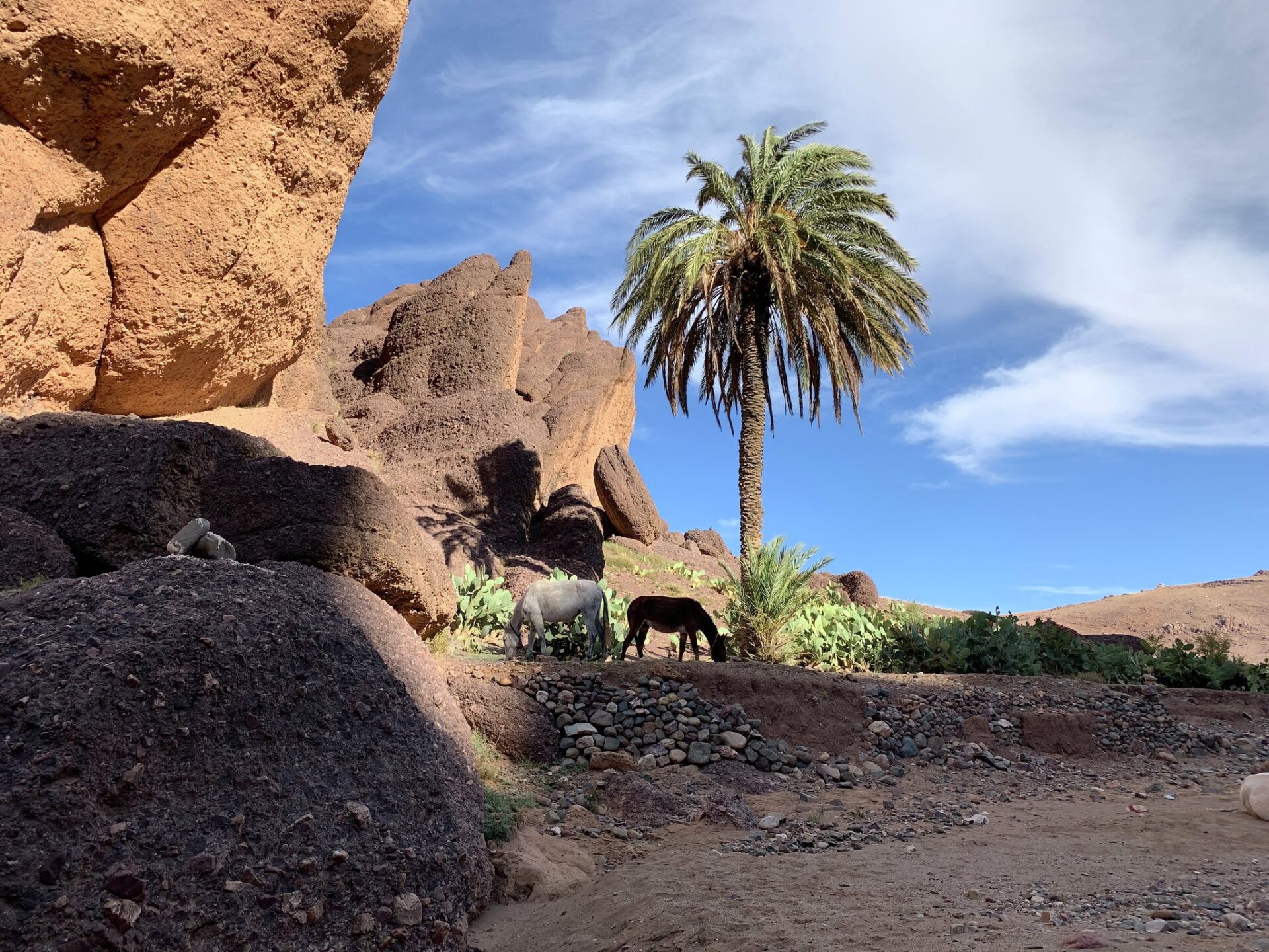 Oasis rocheuse dans le sud du Maroc, avec un palmier, des formations minérales spectaculaires et des chèvres en contrebas