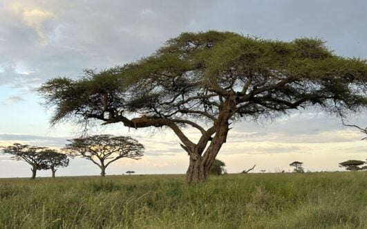 Vue dégagée sur la savane lors d'un voyage organisé en Afrique.